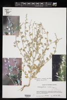 Chenopodium incanum var. elatum image