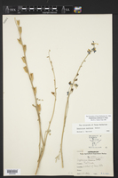 Delphinium madrense image