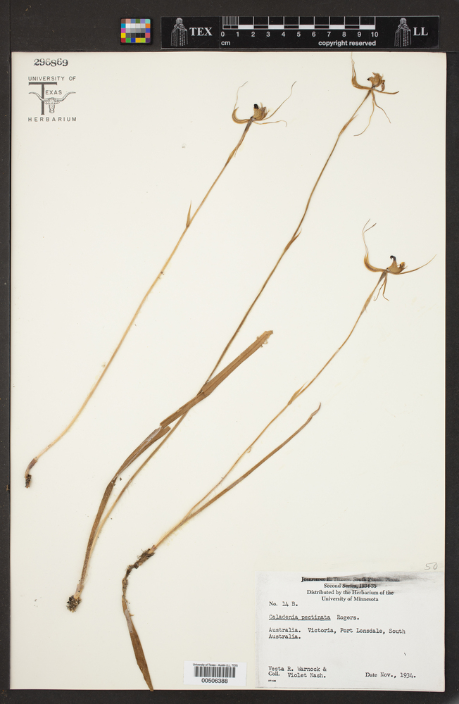 Caladenia pectinata image