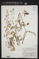 Euphorbia multiseta image