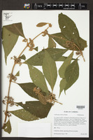 Callicarpa arborea image