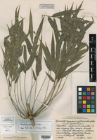 Merostachys pauciflora image