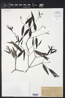 Image of Cameraria angustifolia