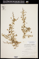Lycium carolinianum var. quadrifidum image