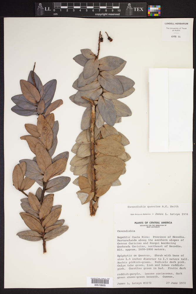 Cavendishia quercina image