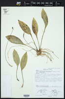Scaphosepalum swertiifolium image