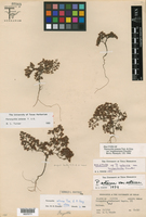Paronychia setacea var. longibracteata image