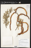 Prosopis caldenia image