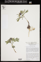 Pediomelum latestipulatum var. latestipulatum image