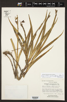 Image of Jacquiniella equitantifolia