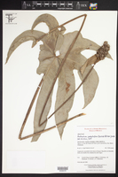 Anthurium podophyllum image