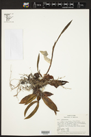 Image of Maxillaria pendula