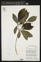 Image of Rauvolfia grandiflora