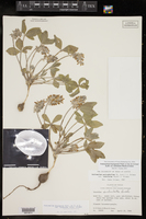 Pediomelum hypogaeum var. subulatum image