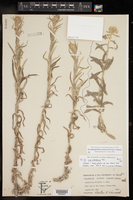 Pseudognaphalium arizonicum image
