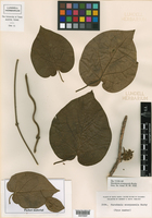 Ruehssia altissima subsp. altissima image