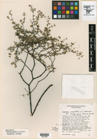Euphorbia crepitata image