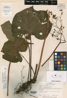 Begonia croatii image
