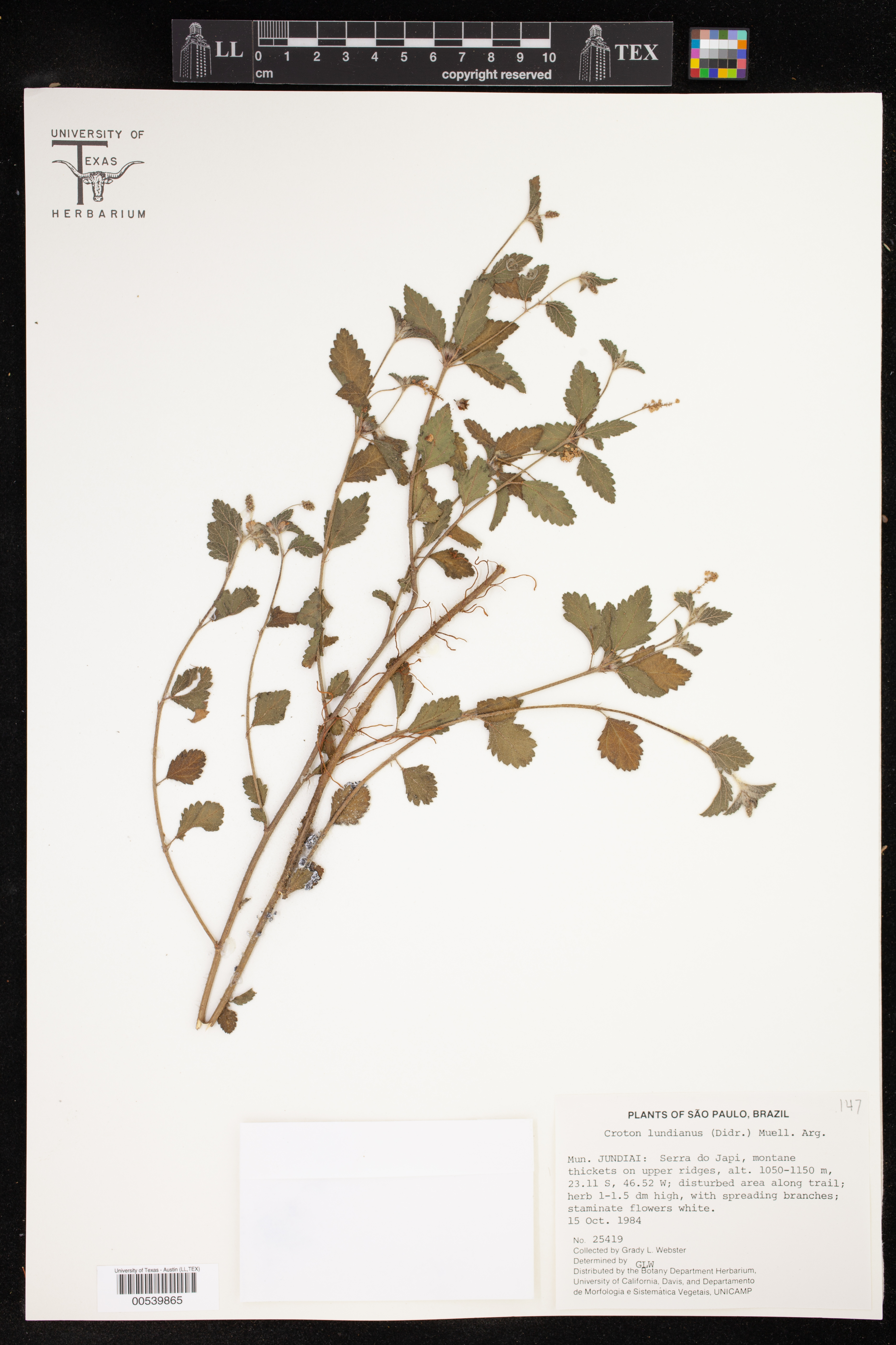 Croton lundianus