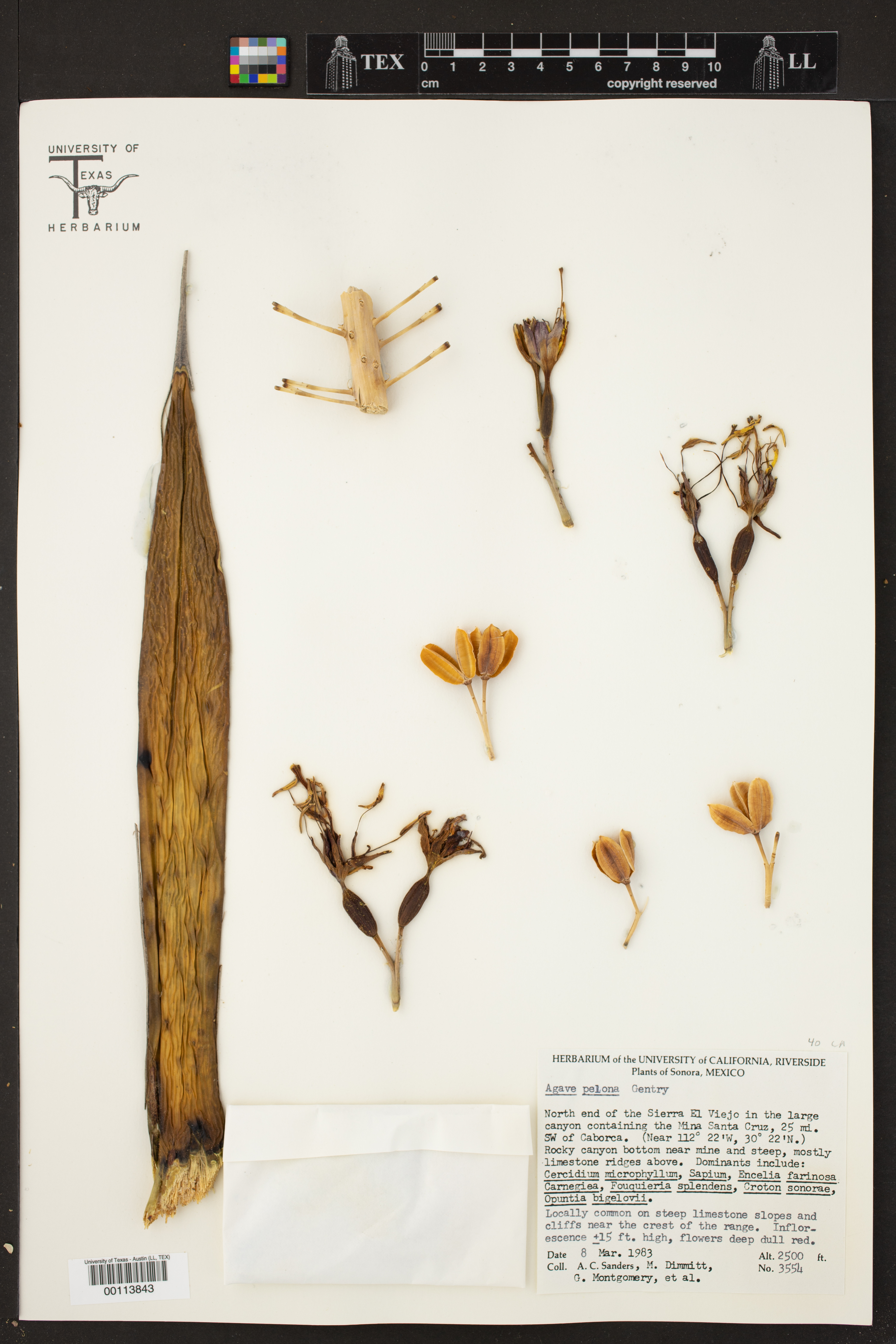Agave pelona
