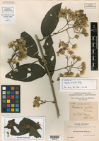 Quechualia trixioides image