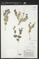 Selinocarpus maloneanus image