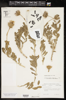 Xylorhiza wrightii image