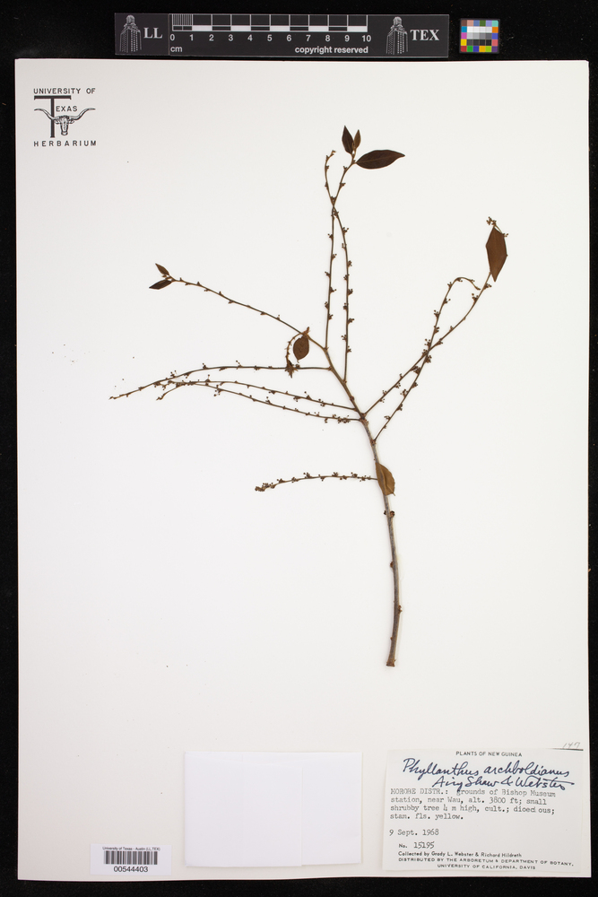 Phyllanthus archboldianus image