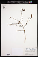 Image of Phyllanthus archboldianus