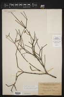 Euphorbia xanti image