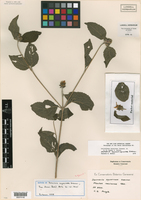 Lasianthaea squarrosa image