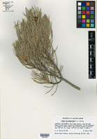 Pinus monophylla var. californiarum image