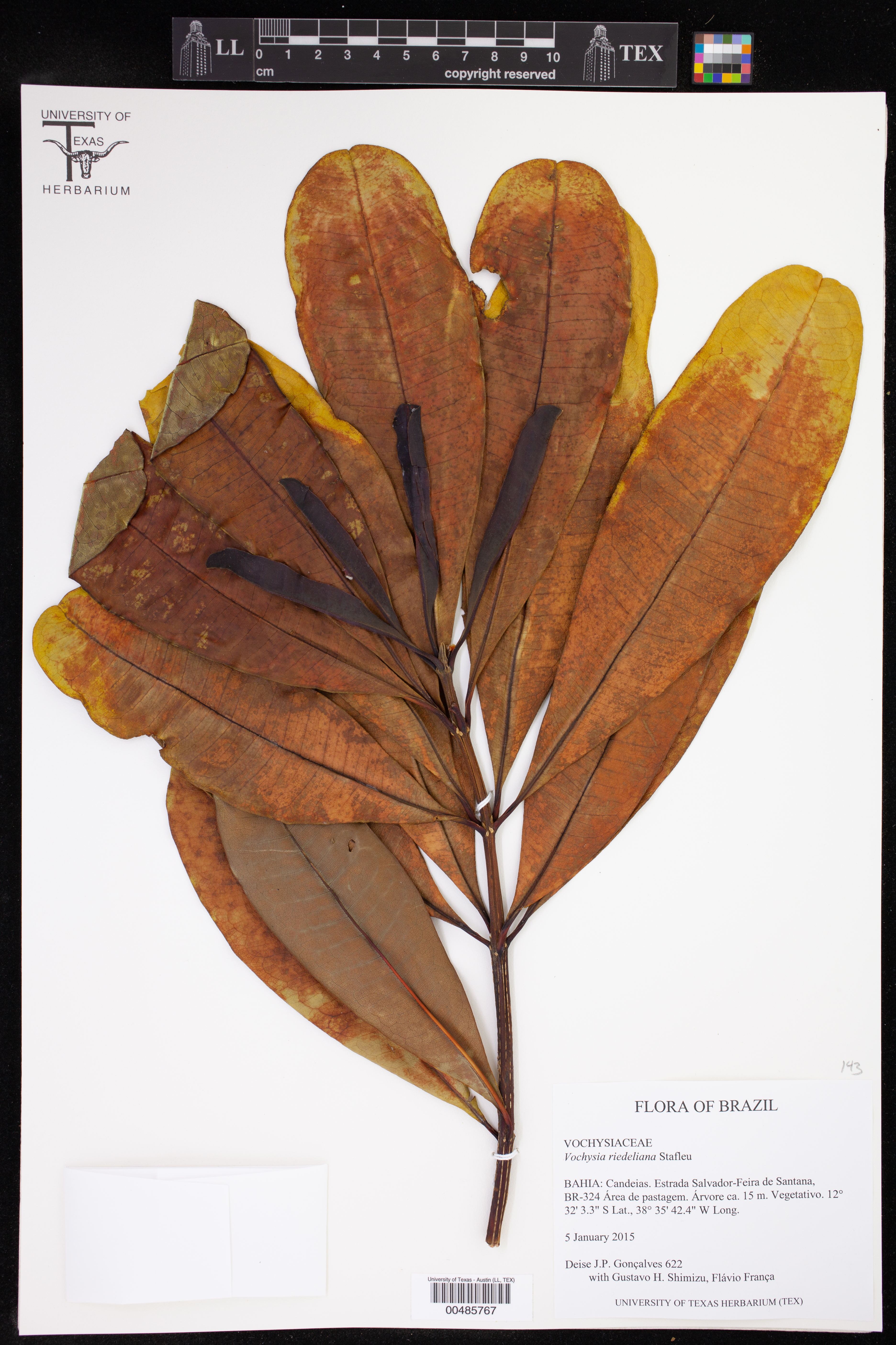Vochysia riedeliana