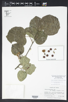 Styrax platanifolius subsp. stellatus image