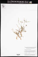 Image of Pelargonium alternans