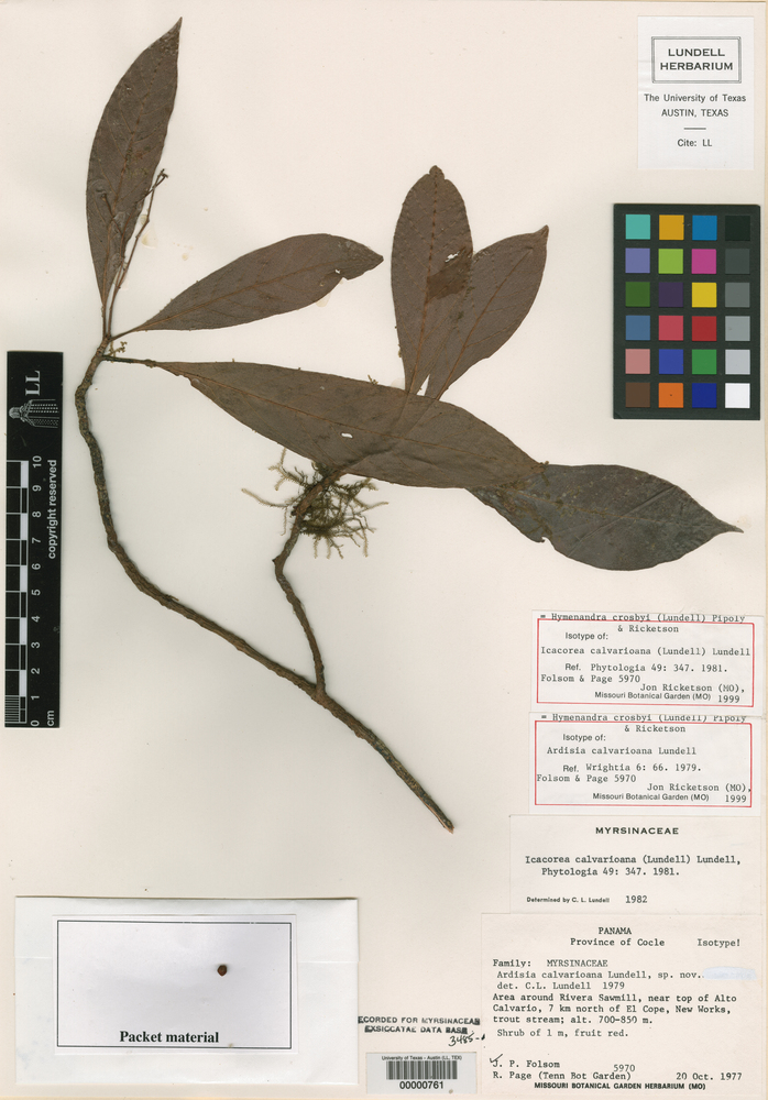 Hymenandra crosbyi image