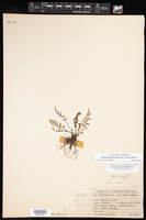 Myriopteris grusziae image