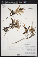 Buddleja racemosa var. incana image