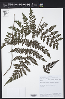 Image of Triplophyllum hirsutum