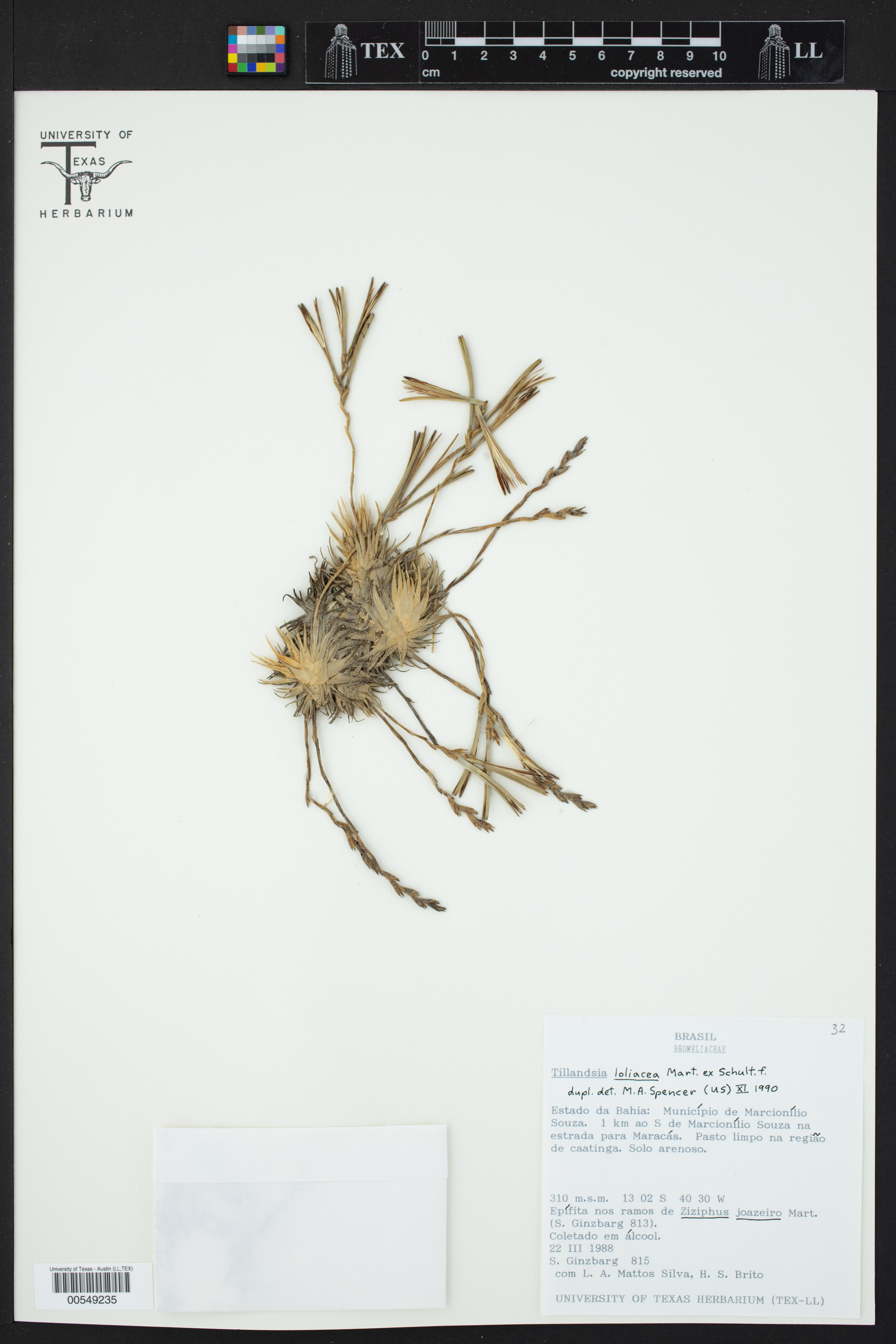 Tillandsia loliacea