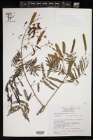 Acacia angustissima var. angustissima image