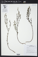 Hypericum paucifolium image