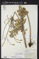 Oenothera cinerea subsp. parksii image