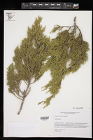 Juniperus ashei image