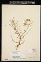 Phyllanthus abnormis image