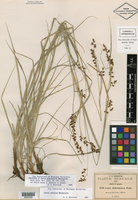 Carex aztecica image