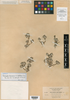 Psilocarphus brevissimus var. multiflorus image