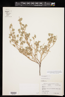 Tiquilia hispidissima image