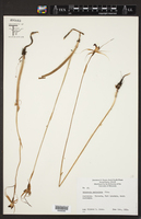 Caladenia reticulata image