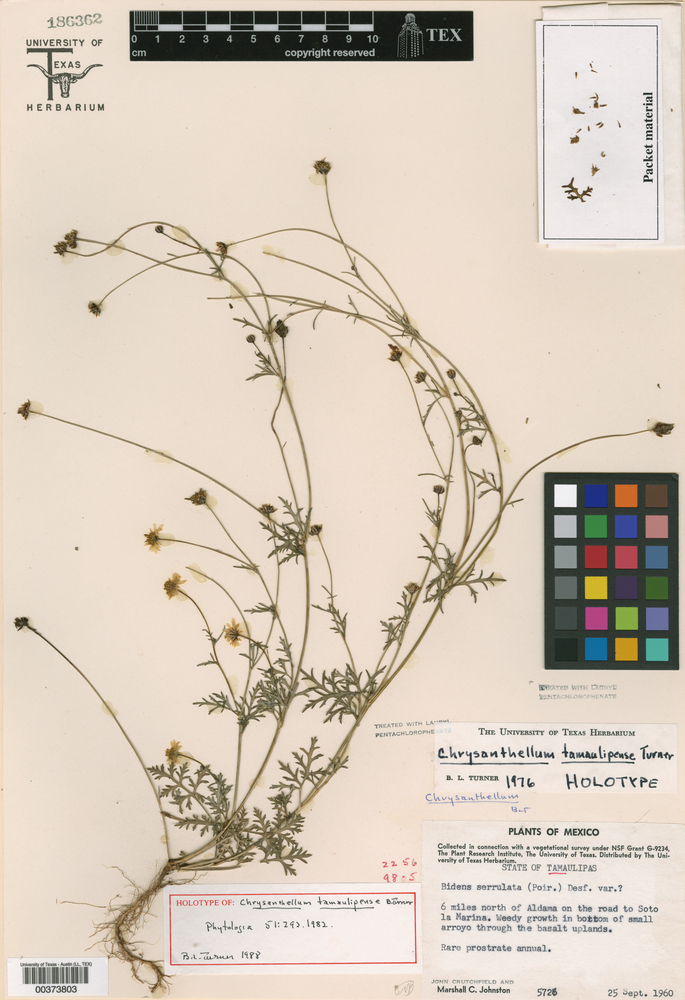 Chrysanthellum tamaulipense image